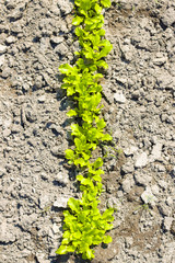 row of planted young lettuce