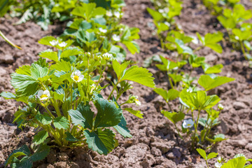 strawberries bloom in sunny garden
