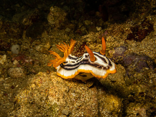Fototapeta na wymiar Nudibranch Chromodoris Magnifica at a Puerto Galera reef in the Philippines