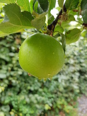 Apple hanging in apple tree