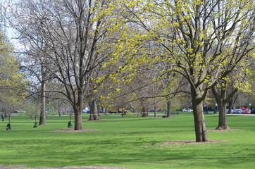 trees in the park