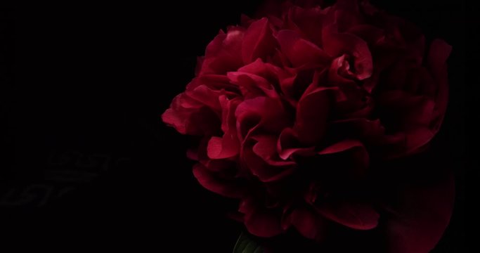 Close up over a red peony flower with changing light over it