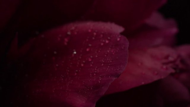 Extreme close up macro of a Peony petal with many dew droplets