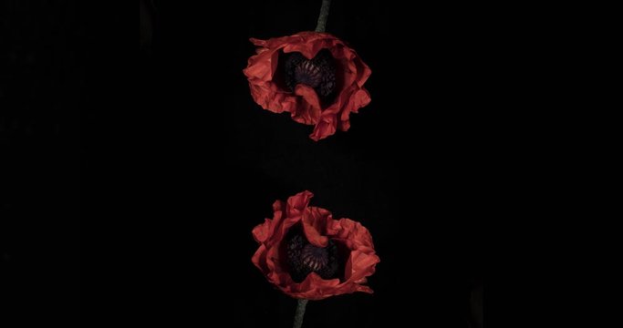 Header art, two poppies blooming on a black background, motion timelapse