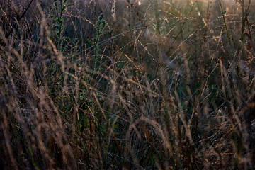 Dry grass in the field at sunrise, top view. Dry and green grass in the meadow in the morning sun. Dawn in the summer field.