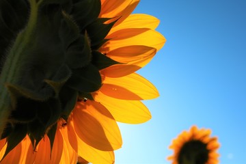 後ろから見たひまわり