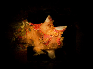 Warty frogfish shot at a wreckdive in Puerto Galera, Philippines