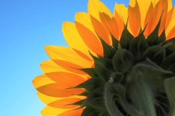 後ろから見たひまわり