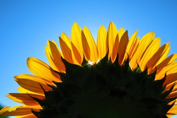 後ろから見たひまわり