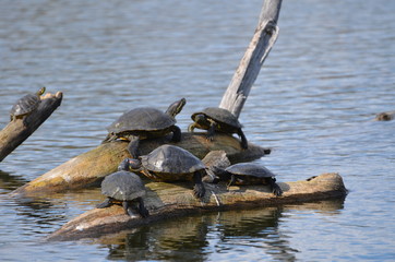 Fototapeta premium Tortoise