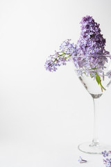 Purple lilac blossom standing in a stemmed glass on white background. Spring flowers still life with copy space