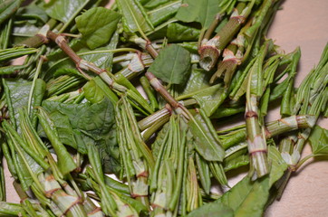 Surowiec zielarski, zebrane młode pędy rdestowca ostrokończystego, Reynoutria japonica © Ewa