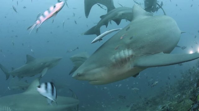 Bull sharks during shark feeding dive in Fiji 