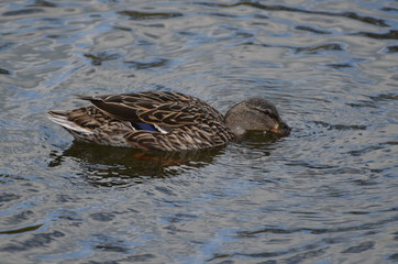 duck in the water
