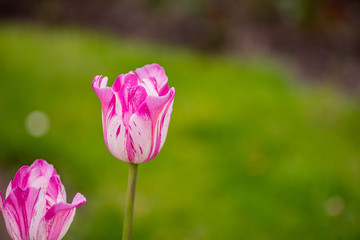 artful tulip in pink and white