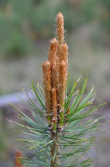 Młode pędy sosny w maju, Pinus, na syrop leczniczy © Ewa