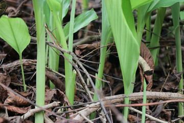 Young and fresh turmeric plant