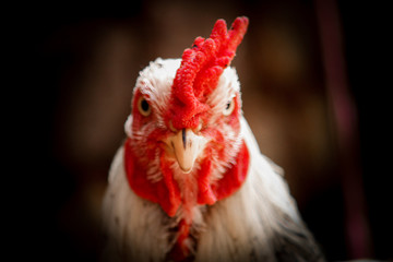 Rooster_Face yourself