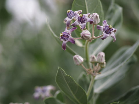 crown flower, Calotropis gigantea, Apocynaceae, Asclepiadoideae five sepals, which have cones connected together have dark and soft purple color