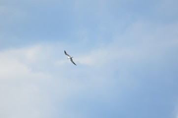 Flying high for food 