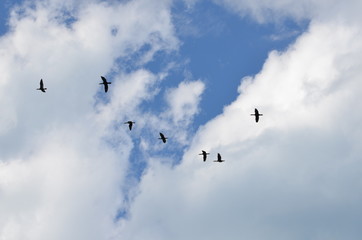 birds in the clear sky