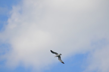 seagull in flight