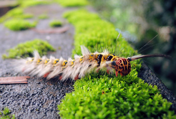 rare creatures mini