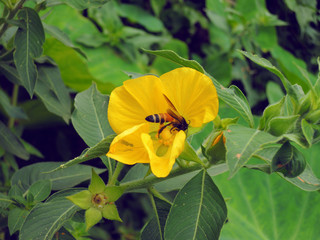 bee on yellow flower