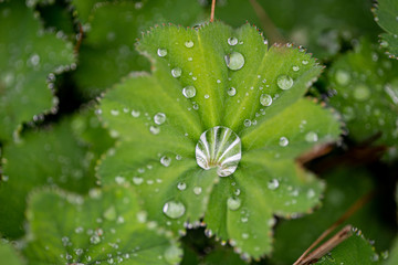 leaf with water drop