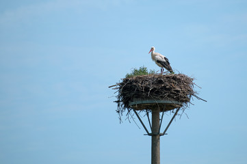 White stork (Ciconia ciconia) on the nest on a pole is waiting for its partner to return from the...