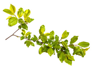 branch of wild apple tree with green leaves on a white background