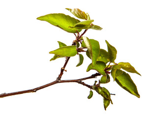 Fototapeta premium apricot tree branch with green leaves on a white background