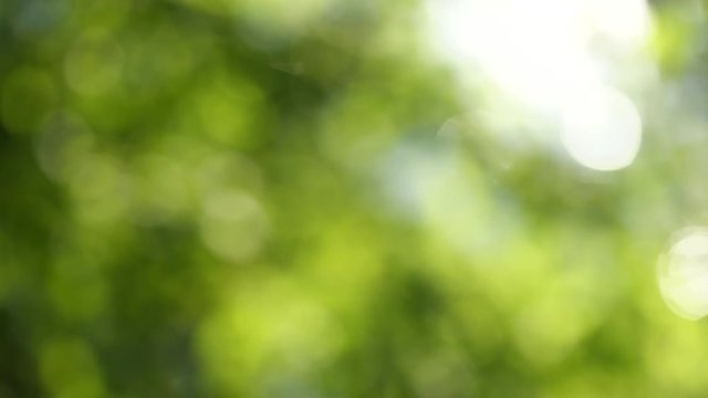 Defocused 4k video footage of green sunny fresh spring or summer foliage of trees isolated at sunny sunset sky background.