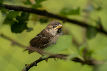 Spatz sitzt im Johannesbererenstrauch