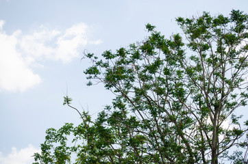 Low angle view of branches and leaves on blue sky with clouds background and texture.