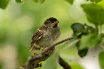 Spatz ruht sich nach ersten Flügen im Apfelbaum aus