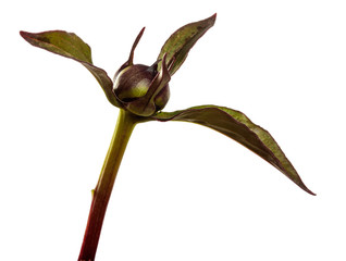 peony bush leaves with young bud closeup on a white background