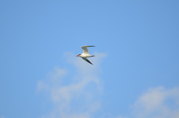 seagulls in flight
