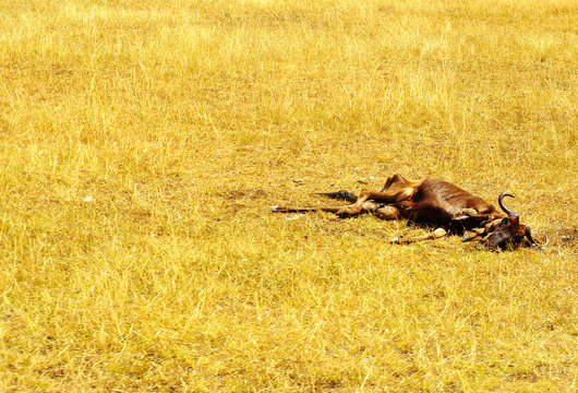 Another one bites the dust -  a dead wildebeest left to rot and decompose on the African grasslands during the great migration.