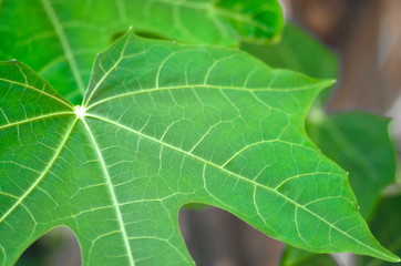 Close-up of leaf background and texture.