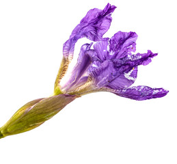flowering iris leaves close-up on a white background