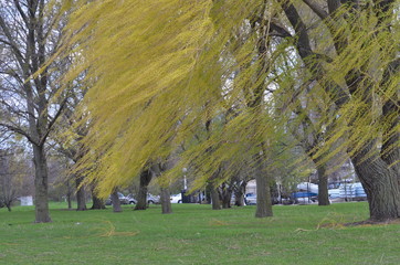 autumn trees in the park