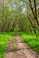 Dirt road in a green forest at spring