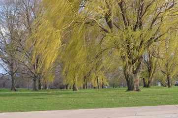 spring in the park