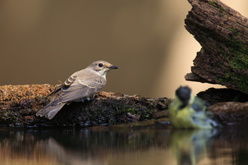 The spotted flycatcher (Muscicapa striata) sitting on the shore of a small pond to drink. Small gray songbird by water.