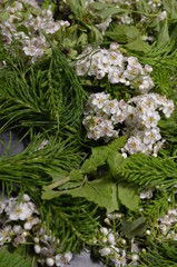 Surowiec zielarski, zebrane kwiaty głogu i młode pędy skrzypu, Crataegus i Equisetum  - obrazy, fototapety, plakaty