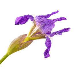 flowering iris leaves close-up on a white background