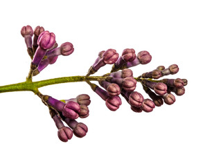purple lilac flowers close-up on a white background
