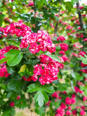 Beautiful pink blossom of hawthorn at spring