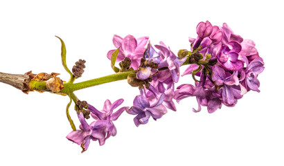 purple lilac flowers close-up on a white background